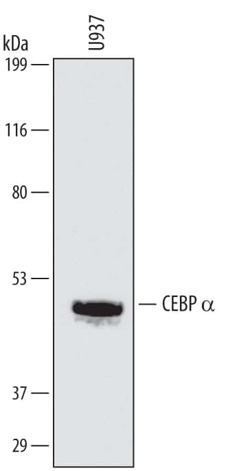 C/EBP alpha Antibody in Western Blot (WB)