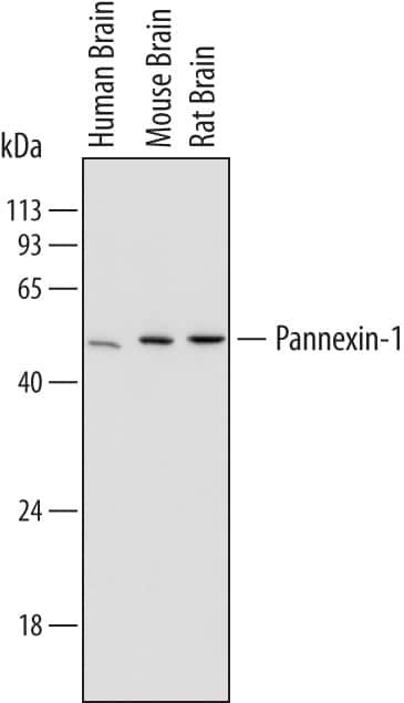 Pannexin 1 Antibody in Western Blot (WB)