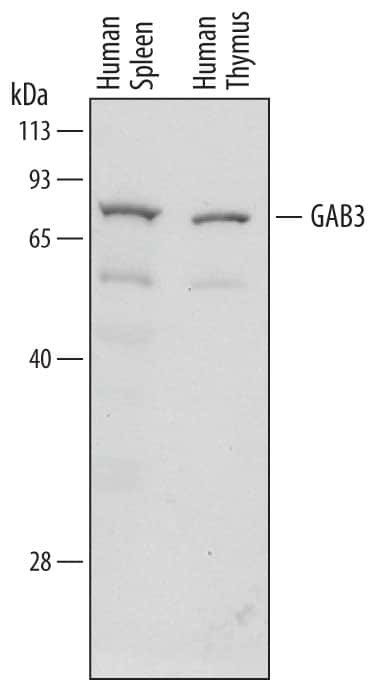 GAB3 Antibody in Western Blot (WB)