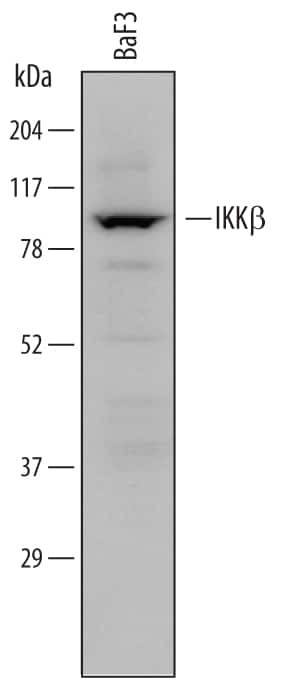 IKK beta Antibody in Western Blot (WB)