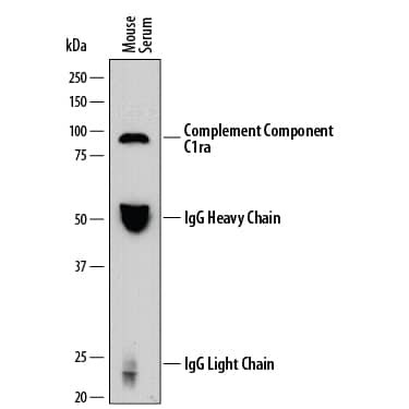 C1r Antibody in Western Blot (WB)
