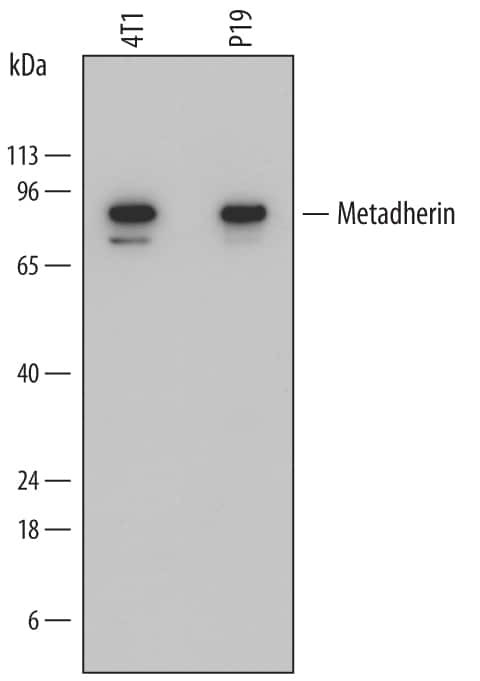 Metadherin Antibody in Western Blot (WB)