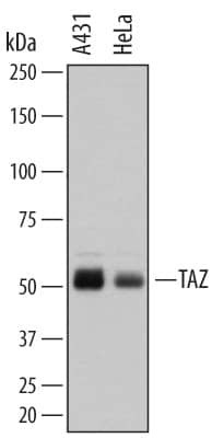 WWTR1 Antibody in Western Blot (WB)