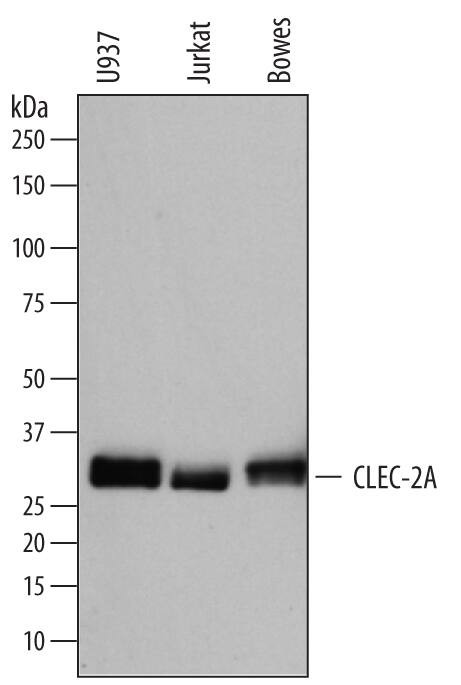 CLEC2A Antibody in Western Blot (WB)