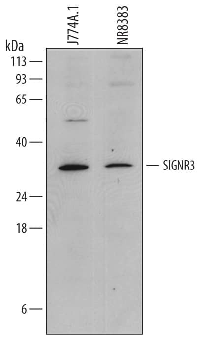 DC-SIGN Antibody in Western Blot (WB)