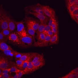 Attractin Antibody in Immunocytochemistry (ICC/IF)