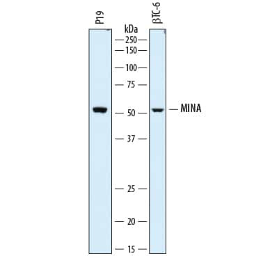 MINA53 Antibody in Western Blot (WB)