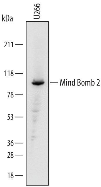 MIB2 Antibody in Western Blot (WB)