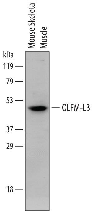 OLFML3 Antibody in Western Blot (WB)