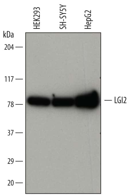 LGI2 Antibody in Western Blot (WB)