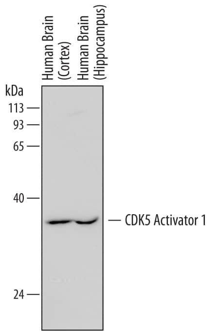 p35 Antibody in Western Blot (WB)