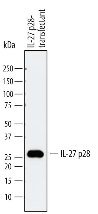 IL-27 p28 Antibody in Western Blot (WB)