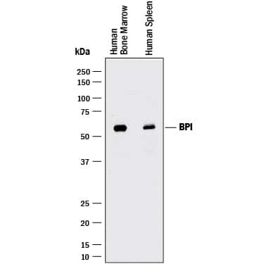 BPI Antibody in Western Blot (WB)