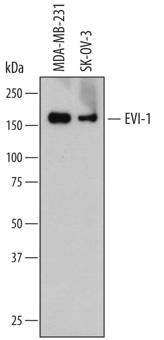 EVI1 Antibody in Western Blot (WB)