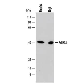 TXNL2 Antibody in Western Blot (WB)
