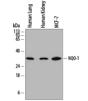 NQO1 Antibody in Western Blot (WB)
