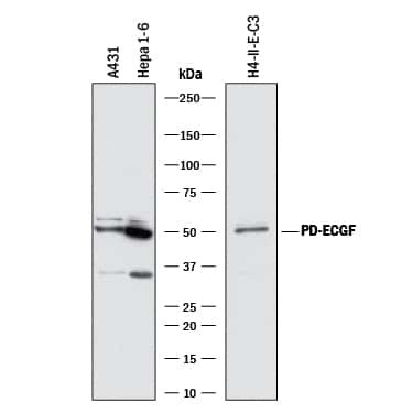 Thymidine Phosphorylase Antibody in Western Blot (WB)