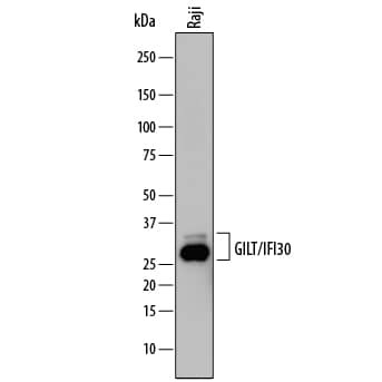 IFI30 Antibody in Western Blot (WB)