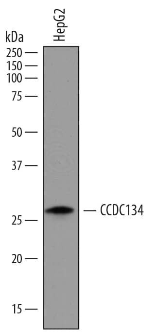 CCDC134 Antibody in Western Blot (WB)