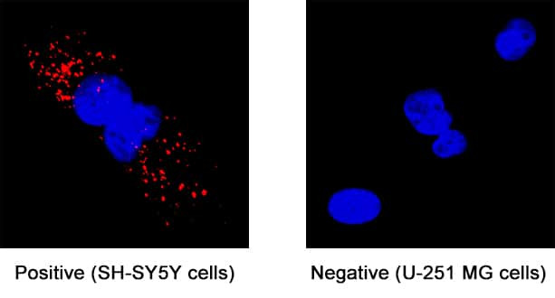 NPTX2 Antibody in Immunocytochemistry (ICC/IF)