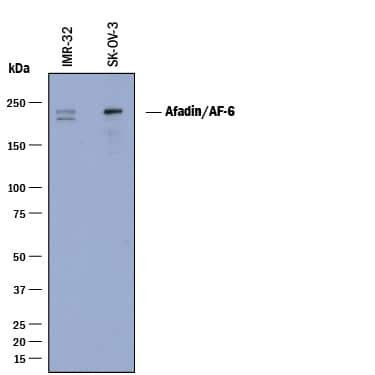 Afadin Antibody in Western Blot (WB)