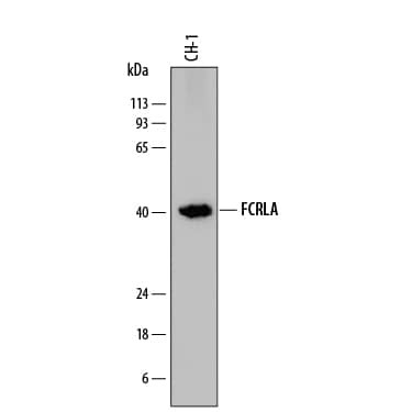 FCRLA Antibody in Western Blot (WB)