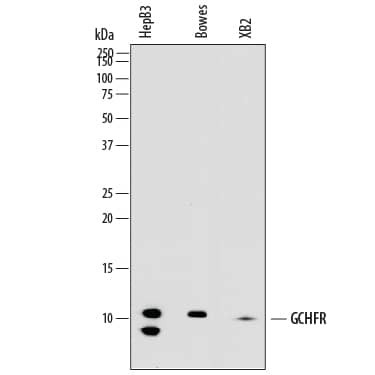 GCHFR Antibody in Western Blot (WB)