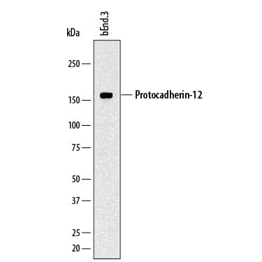 PCDH12 Antibody in Western Blot (WB)