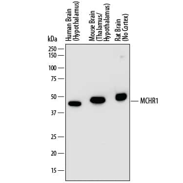 MCHR1 Antibody in Western Blot (WB)
