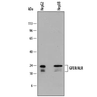 GFER Antibody in Western Blot (WB)