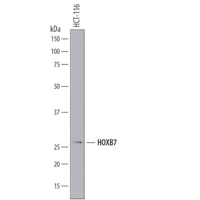 HOXB7 Antibody in Western Blot (WB)