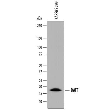 BATF Antibody in Western Blot (WB)