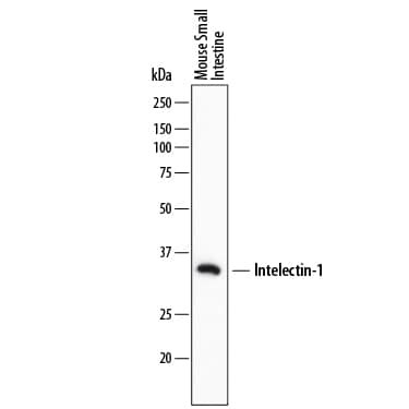 ITLN1 Antibody in Western Blot (WB)
