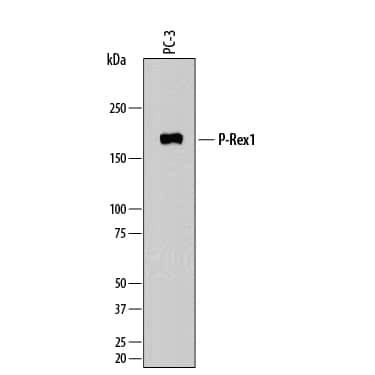 PREX1 Antibody in Western Blot (WB)
