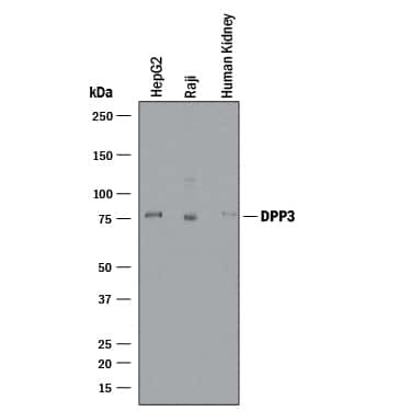DPP3 Antibody in Western Blot (WB)