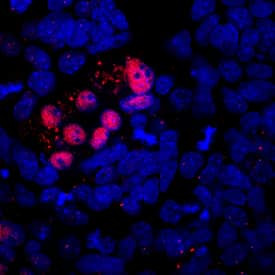 MIXL1 Antibody in Immunocytochemistry (ICC/IF)