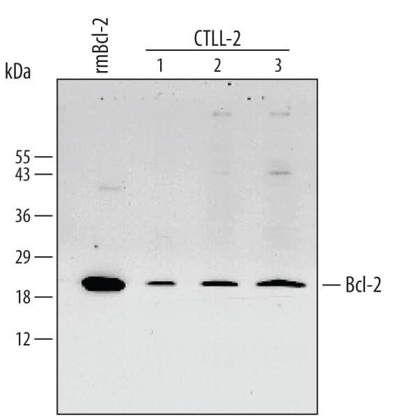BCL-2 Antibody in Western Blot (WB)