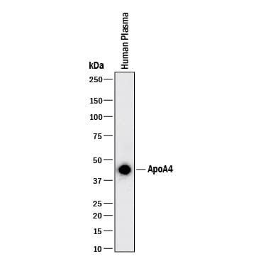 Apolipoprotein A4 Antibody in Western Blot (WB)