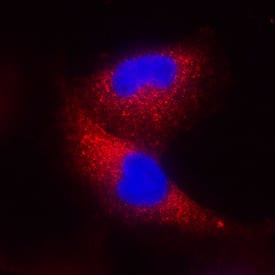 IFN beta Antibody in Immunocytochemistry (ICC/IF)