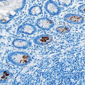 Acylated Ghrelin Antibody in Immunohistochemistry (Paraffin) (IHC (P))