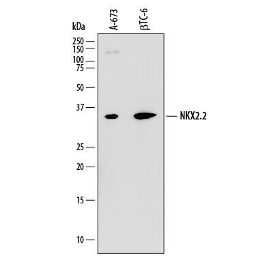 Nkx2.2 Antibody in Western Blot (WB)