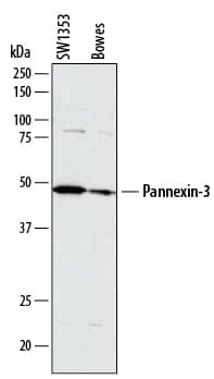 Pannexin 3 Antibody in Western Blot (WB)