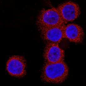 20S Immunoproteasome Antibody in Immunocytochemistry (ICC/IF)