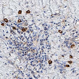 20S Immunoproteasome Antibody in Immunohistochemistry (Paraffin) (IHC (P))