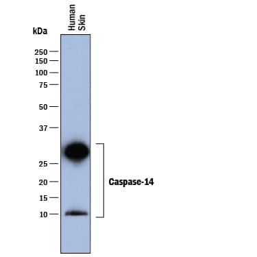 Caspase 14 Antibody in Western Blot (WB)