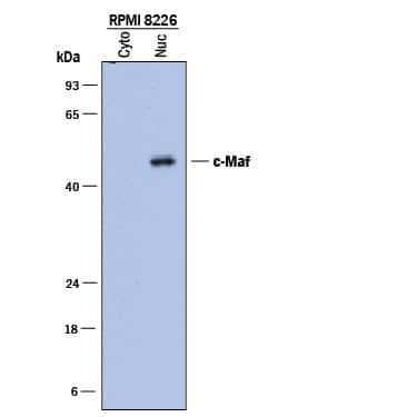 c-MAF Antibody in Western Blot (WB)