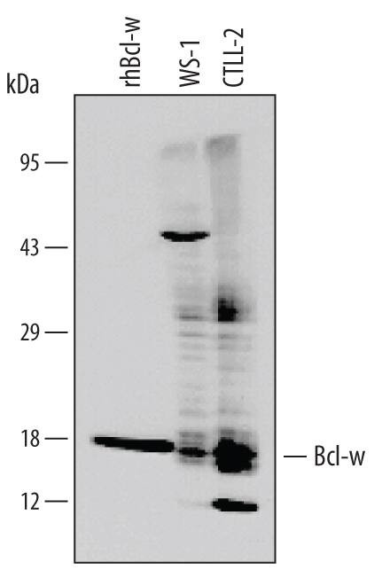 Bcl-W Antibody in Western Blot (WB)