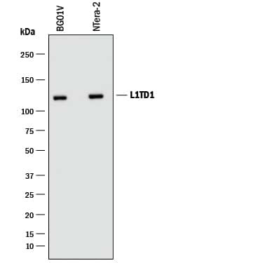 L1TD1 Antibody in Western Blot (WB)