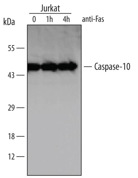 Caspase 10 Antibody in Western Blot (WB)