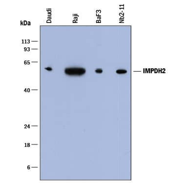 IMPDH2 Antibody in Western Blot (WB)